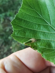 Phyllonorycter nicellii