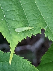 Alloperla