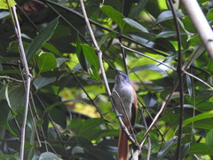 Terpsiphone atrochalybeia