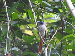 Terpsiphone atrochalybeia