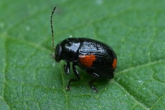 Cryptocephalus quadruplex