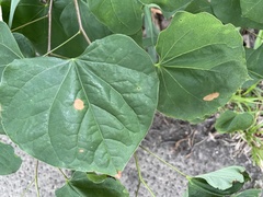 Pseudocercospora