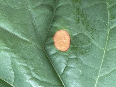 Pseudocercospora