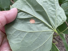 Pseudocercospora