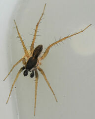 Pardosa atlantica