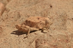 Phrynotettix robustus