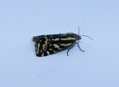 Acontia trabealis