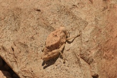 Phrynotettix robustus