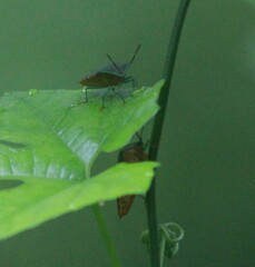 Piezosternum subulatum