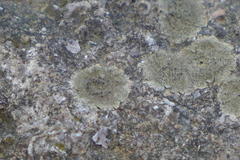 Lecanora subimmergens