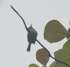 Myiarchus antillarum