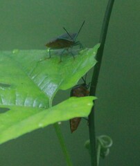 Piezosternum subulatum