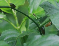 Piezosternum subulatum