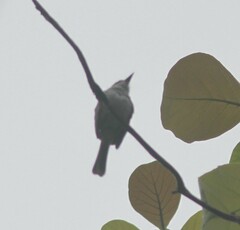 Myiarchus antillarum