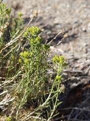 Chrysothamnus viscidiflorus puberulus