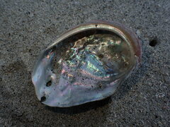 Haliotis kamtschatkana