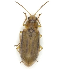 Erynephala maritima