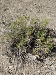 Chrysothamnus viscidiflorus puberulus