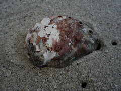 Haliotis kamtschatkana