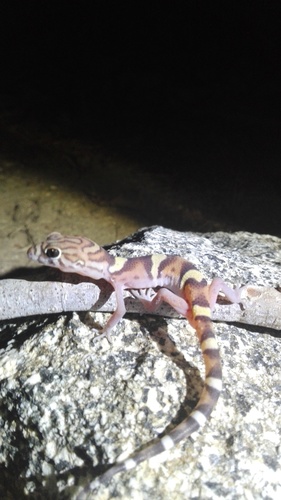 Coleonyx nemoralis