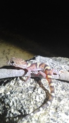 Coleonyx nemoralis