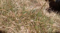 Carex curvula