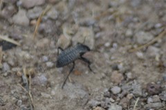 Cryptoglossa variolosa