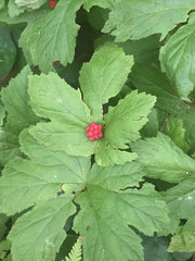 Hydrastis canadensis