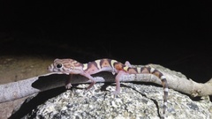Coleonyx nemoralis