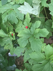 Hydrastis canadensis
