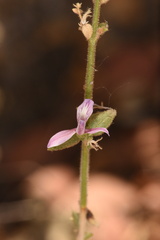 Carlowrightia serpyllifolia