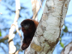 Plecturocebus toppini