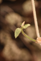 Carlowrightia serpyllifolia