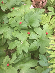 Hydrastis canadensis