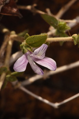 Carlowrightia serpyllifolia