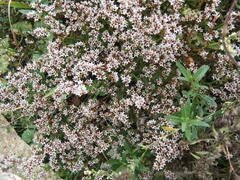 Sedum gracile