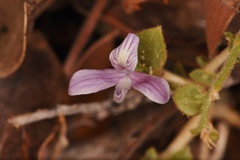 Carlowrightia serpyllifolia