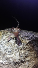 Coleonyx nemoralis
