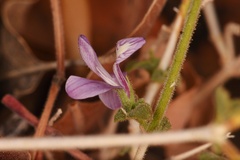 Carlowrightia serpyllifolia