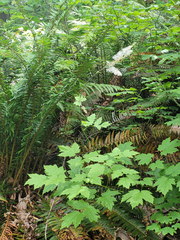 Actaea elata elata