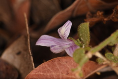 Carlowrightia serpyllifolia