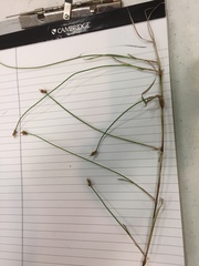 Carex chordorrhiza