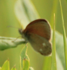 Coenonympha glycerion