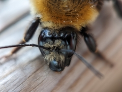 Bombus borealis image