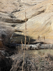 Oenothera longissima
