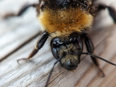 Bombus borealis image