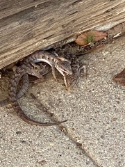 Elgaria multicarinata