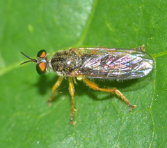 Atomosia sayii