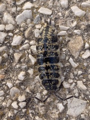 Porcellio ornatus