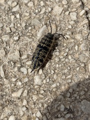 Porcellio ornatus